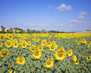 Sunflowers_Tuscany_8 - Copy